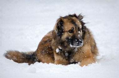 Yumuşak kahverengi köpek dingin kış manzarasıyla çevrili taze karda dinleniyor. Hafif kar nazikçe yağar ve barışçıl bir atmosfer yaratır. Yumuşak ışıklandırma köpeklerin kürkünü ve dingin ifadesini vurgular