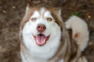 Çarpıcı heterokromatik gözleri olan, ağzı açık bir şekilde yeryüzüne bakan iri yarı bir köpek. Güneşli kürk zemin ile çelişiyor, neşeli ifade ve parlak renkleri vurguluyor