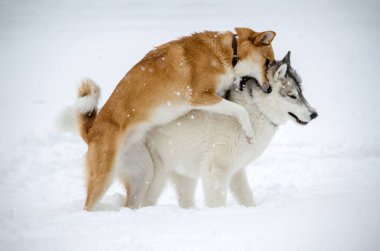 İki köpek, yağan karlar arasında neşeli bir sahnede kucaklaşır. Karla kaplı zemin, sakin kış atmosferini geliştirir. Flakes rüzgarı dinamik hareket ekler