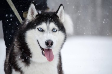 Mavi gözlü Sibirya Husky 'si karlı arazide duruyor. Düşen kar taneleri bulutlu aydınlıkta kış manzarasını güzelleştirir. Yakın plan, kabukluların enerjik ifadesini yakalar