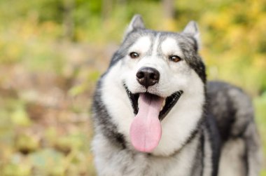 Ağzı açık ve dili açık Sibirya Husky 'si dingin orman temizliğinin tadını çıkarıyor. Yumuşak güneş ışığı gri ve beyaz kürkü vurgular. Bulanık yeşillik canlı arkaplan oluşturur