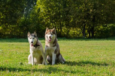 İki köpek, parlak güneş ışığı altında yeşil çimlerin üzerinde birlikte otururlar. Uzun ağaçlar manzaralı bir zemin oluşturarak dingin bir atmosfer yaratıyor. Canlı renkler, doğal ortam ve neşeli arkadaşlığı vurgular.