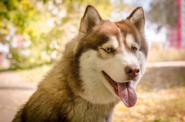 Bereketli kürklü Sibirya Husky 'si sıcak güneş ışığında dışarıda duruyor. Arka planda altın yapraklar ve yumuşak bir odak noktası var. Huzurlu ve neşeli bir atmosfer yaratıyor. Portre canlı, neşeli bir ifade yakalar