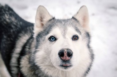 Yakın plan Sibirya Husky 'si. Bir gözü mavi, diğeri kahverengi. Karlı zemin kalın kürkünü güçlendirir ve çarpıcı bir kontrast yaratır. Kulaklar kıpır kıpır, dik dik bakıyor, merak uyandırıyor.