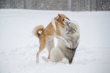 İki köpek, yağan karlar arasında neşeli bir sahnede kucaklaşır. Karla kaplı zemin, sakin kış atmosferini geliştirir. Flakes rüzgarı dinamik hareket ekler