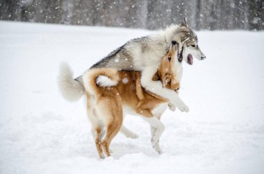 İki köpek, yağan karlar arasında neşeli bir sahnede kucaklaşır. Karla kaplı zemin, sakin kış atmosferini geliştirir. Flakes rüzgarı dinamik hareket ekler