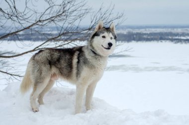 Sibirya Husky 'si donmuş manzaraya tepeden bakan karın üzerinde duruyor. Bulutlu gökyüzü sakin bir atmosfer yaratır. Çıplak dallar sahneye karşıtlık ekler