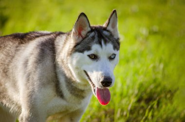 Sibirya Husky 'si yemyeşil çayırlarda duruyor, dili açık, parlak güneş ışığı altında. Arka plan yumuşak odaklı yeşillik gösteriyor. Yandan çekilmiş, yoğun gözleri ve belirgin işaretleri vurguluyor.