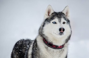 Karlı zemine kurulmuş, heterokromisi olan Sibirya Husky 'sinin yakın çekimi. Gri ve beyaz kürk, canlı göz renkleriyle tezat oluşturuyor. Düşen kar taneleri Kış cazibesini artırır