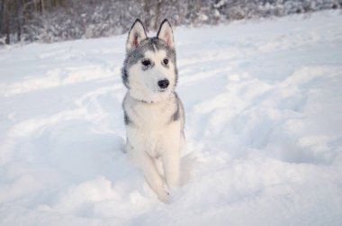 Sibirya kurdu, kış ormanlarıyla çevrili karla kaplı bir arazide dinleniyor. Yumuşak doğal ışık, sakin bir atmosfer yaratarak manzaranın serin tonlarını arttırır. Husky 'nin anlamlı gözleri merakı işaret ediyor