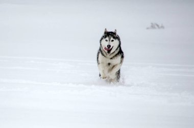 Husky el değmemiş karda coşkuyla koşuyor. Arkaplan yumuşak beyaz karla dolu, dingin kış atmosferini taşıyor. Canlı, enerjik bir sahne köpek özgürlüğü ve neşe sergiliyor.