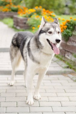 Sibirya Husky 'si tuğla yolda tetikte bekliyor. Parlak çiçekler arka planda, canlı bir kontrastlık yaratıyor. Güneş ışığı, köpeklerin paltoya vurmasını ve neşeli enerjiyi ön plana çıkarmasını sağlar.