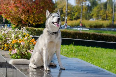 Sibirya Husky 'si parktaki canlı sonbahar çiçeklerinin yanında fayanslı geçitte oturur. Güneş ışığı kürklere ve renkli yapraklara sıcaklık katar. Manzara huzurlu, neşeli bir ruh hali yakalar.