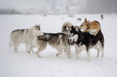 Köpekler karlı tarlada neşeyle oynarlar. Bulutlu gökyüzü ve yoğun kar, dingin bir zemin sunarak canlı enerjiyi artırıyor. Hafif kar yağışı sırasında yakalanan sahne, neşeli arkadaşlığı resmediyor