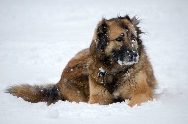 Yumuşak kahverengi köpek dingin kış manzarasıyla çevrili taze karda dinleniyor. Hafif kar nazikçe yağar ve barışçıl bir atmosfer yaratır. Yumuşak ışıklandırma köpeklerin kürkünü ve dingin ifadesini vurgular