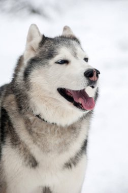 Sibirya Husky 'si kar üzerinde mavi ve kahverengi gözleriyle duruyor. Kalın kürk, yumuşak beyaz arka plana karşı varlığını artırır. Köpek neşe ve enerji yayar.