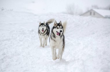 Two husky dogs running energetically through thick snow, surrounded by wintery landscape. Overcast lighting creates tranquil atmosphere, highlighting their playful demeanor against white backdrop clipart