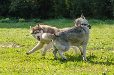 Etrafı canlı yeşilliklerle çevrili, yemyeşil çimlerde neşeyle oynayan iki köpek yavrusu. Bir Husky heyecan gösterirken, güneş sahne üzerinde ışıldıyor. Yandan çekilen görüntü, canlı anı betimler.