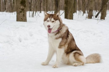 Sibirya Husky yapraksız orman ağaçlarıyla çevrili karda zarifçe oturur. Havalı tonlar, kış atmosferini vurguluyor. Köpekler pembe tasma kontrastı ekler