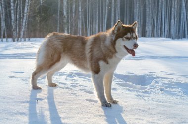 Husky karın üzerinde duruyor, güneş etrafında uzun gölgeler bırakıyor. Yoğun orman arka planı kışı daha iyi hissettirir. Ilık aydınlatma soğuk çevreyle zıtlık yaratır, sakin bir atmosfer yaratır.