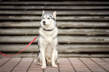 Gri ve beyaz Husky, tuğla yolda tetikte bekliyor. Arka planda yıpranmış basamaklar, kentsel atmosfer. Bulutlu aydınlatma köpek kürkünü vurguluyor, yumuşak kontrastlar yaratıyor