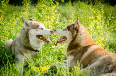 İki köpek yavrusu güneşli çayırlarda dinleniyor, dilleri dışarıda ve gözleri mutlu. Bereketli yeşil çimenler onları açık mavi gökyüzünün altında sarıyor. Yan açıdan çekilip, neşe uyandırıyor.