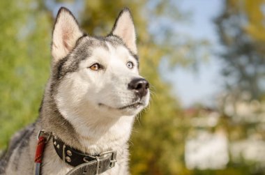 Sibirya Husky 'sinin yakın plan heterokromisi. Güneş ışığı yüzünü aydınlatır, mavi ve kahverengi gözleri aydınlatır. Bulanık yeşillik huzur yaratıyor