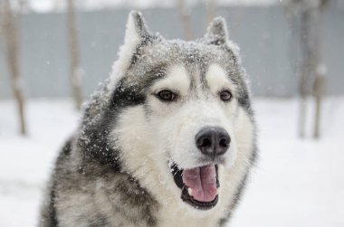 Sibirya Husky 'si dışarıda duruyor, karla çevrili. Yumuşak ışıklandırma tüylerini ve özelliklerini ön plana çıkararak sakin bir kış ortamı yaratıyor. Arka plan bulanık ağaçları gösteriyor, kışı daha da güzelleştiriyor.