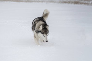 Enerjik Sibirya Husky adımları karlı genişlikte ilerliyor, dil oyalanıyor. Yoğun beyaz kar taneleri kürkünü hafifçe biberliyor. Bulutlu, yumuşak ışıklandırma dingin, kış havası yaratır