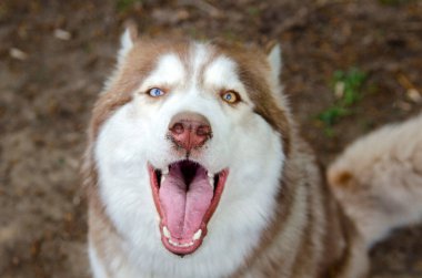 Çarpıcı heterokromatik gözleri olan, ağzı açık bir şekilde yeryüzüne bakan iri yarı bir köpek. Güneşli kürk zemin ile çelişiyor, neşeli ifade ve parlak renkleri vurguluyor