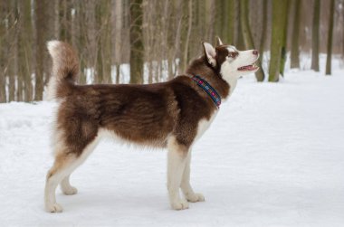 Sibirya kurdu karlı ormanda yürüyor, renkli tasma görünür. Uzun ve çıplak ağaçlarla kış ayarı. Parlak bulutlu ışıklandırma kar rengini artırır