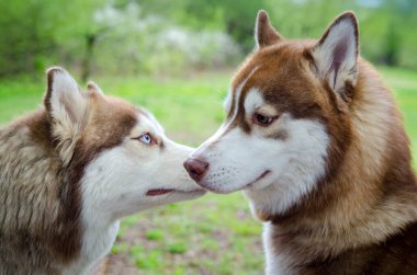 İki köpek yavrusu canlı yeşil arazide karşı karşıya, karşılıklı sevgi gösteriyorlar. Bulutlu aydınlatma huzurlu ve samimi anı arttırır. Sahne sükunet ve bağlantı hissi yayar