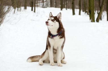Sibirya kurdu karlı yolda sakince oturur. Etrafı uzun ağaçlarla çevrilidir. Bulutlu aydınlatma, sakin kış manzarasını güçlendirir. Koyu kürk, beyaz karla çelişir