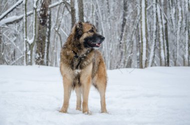 Kahverengi köpek karlı arazide dikiliyor, tetikte bekliyor. Yumuşak kar taneleri etrafa saçılıyor, dingin bir atmosfer yaratıyor. Bulutlu gökyüzü ve karlı arka plan kış sahnesini canlandırıyor