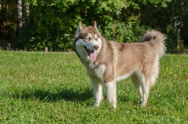 Yeşil çimenler ve ağaçlarla çevrili, güneşli parkta duran güçlü köpek. Işık ceketi aydınlatır, kahverengi ve beyaz renklerini vurgular. Huzur ortamında arkaplan canlı yeşillik özelliği