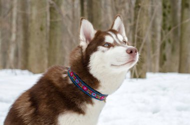Renkli yaka giyen kahverengi ve beyaz kurt köpekleri karlı ormanda otururlar. Köpekler yukarı bakarken ağaçlar sakin bir zemin oluşturur. Doğal ışık dingin atmosferi artırır