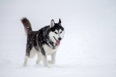 Kar tanecikleri düşerken siyah ve beyaz köpükler karlar içinde koşar. Bulutlu gökyüzü ve karla kaplı yer sakin bir kış manzarası yaratır. Ön açıdan çekilen, neşeli bir ifade sergiliyor
