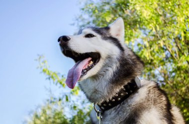 Husky tasma takıyor. Dili çıkmış. Parlak güneş ışığı, yemyeşil arka planda kürke vurgu yapıyor. Düşük açıyla, görkemli bir ekleme yaparak