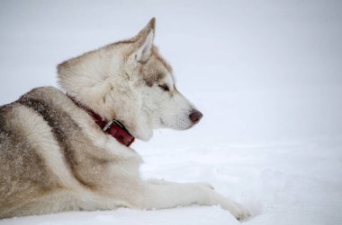 Husky karlı tarlada dinleniyor, gözleri kapalı, hafif kar yağışıyla çevrili. Yoğun orman yumuşak bir zemin oluşturur ve sakin bir kış manzarası yaratır. Hafif sessiz renkler sükuneti artırır