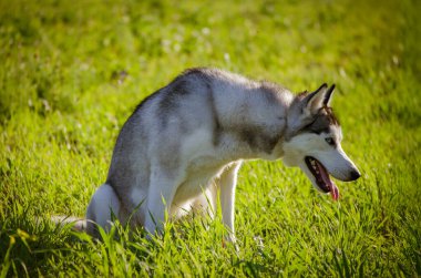 Siberian husky sits in sunlit grassfield, tongue out. Green backdrop enhances dogs gray-white fur. Morning light highlights calm and alert demeanor clipart