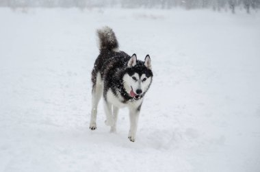 Kar tanecikleri düşerken siyah ve beyaz köpükler karlar içinde koşar. Bulutlu gökyüzü ve karla kaplı yer sakin bir kış manzarası yaratır. Ön açıdan çekilen, neşeli bir ifade sergiliyor
