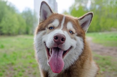 Heterokromi gösteren iri yapılı, canlı yeşil gözlere sahip. Arka planda yumuşak yeşillikle yemyeşil bir bahçe var. Gün ışığında çekiliyor. Kürk detaylarını vurguluyor.