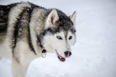 Sibirya Husky 'si karlı bir ortamda, çarpıcı mavi gözler sergiliyor. Kar taneleri yavaşça düşer ve saf beyaz arkaplana doku ekler. Köpekler kış ışığı altında parlar.