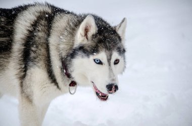 Siberian husky stands in snowy environment, showcasing striking blue eyes. Snowflakes gently fall, adding texture to pure white background. Dogs fur shines under diffused winter light clipart