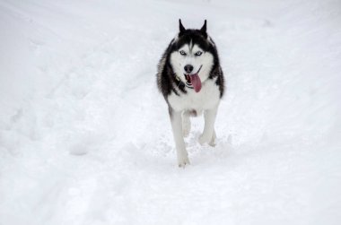 Karda ağaçlarla çevrili enerjik Sibirya Husky 'si duruyor. Bulutlu gökyüzü ve kış harikalar diyarı huzurlu bir ortam yaratır. Neşeli duruş soğuk çevreye olan sevgiyi yansıtır