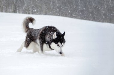 Sibirya Husky 'si derin karların içinde yavaşça düşen taneciklerle çevrili. Bulutlu gökyüzü yumuşak bir ışık saçıyor ve sakin bir kış manzarası yaratıyor. Köpek hareketi kış keşiflerinin neşeli özünü yakalar.