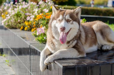 Sibirya kurdu renkli bahçelerle çevrili siyah fayans platformunda dinleniyor. Güneş ışığı, tüyleri ve çiçekleri ön plana çıkarıyor, sakin bir açık hava anını yakalıyor. Köpek rahat bir duruşla yan yana bakar