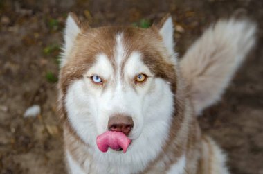 Çarpıcı mavi ve kahverengi gözlü Husky şakacı bir şekilde dilini dışarı çıkarıyor. Yakın plan zengin kürk ve ifadeyi yakalar. Arkaplan dünyevi tonlara sahip, odağı artırıyor