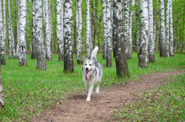 Sibirya kurdu, dar toprak patika boyunca koşuyor. Uzun huş ağaçlarıyla çevrili canlı yeşil orman, canlı bir zemin sağlıyor. Bulutlu ışık dingin ve doğal bir ton yaratır.