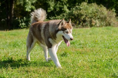 Yeşil çimenler ve ağaçlarla çevrili, güneşli parkta duran güçlü köpek. Işık ceketi aydınlatır, kahverengi ve beyaz renklerini vurgular. Huzur ortamında arkaplan canlı yeşillik özelliği